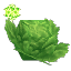Life Essence Lettuce