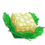 Plant Crop Cauliflower Item
