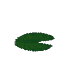 Waterlily
