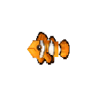 Clownfish
