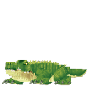 Crocodile