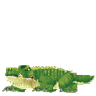 Crocodile