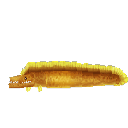 Moray Eel