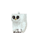 Snowy Owl