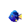 Blue Tang